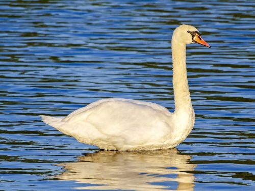 swan mute swan bird