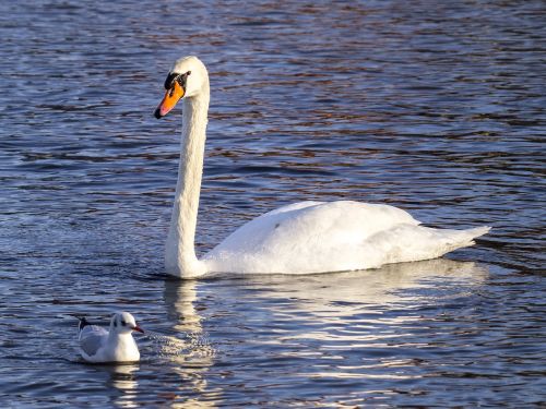 swan mute swan bird