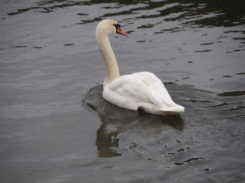 swan animal river