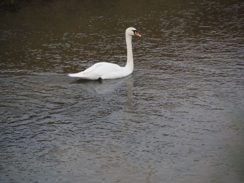 swan water nature