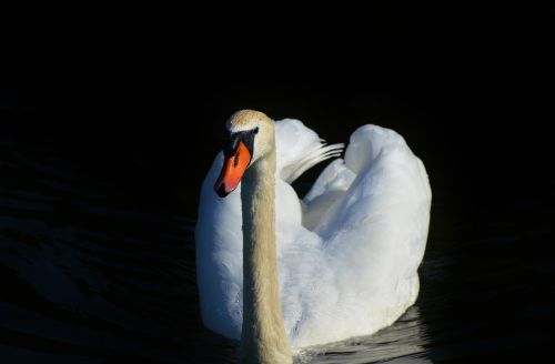 swan bird water bird