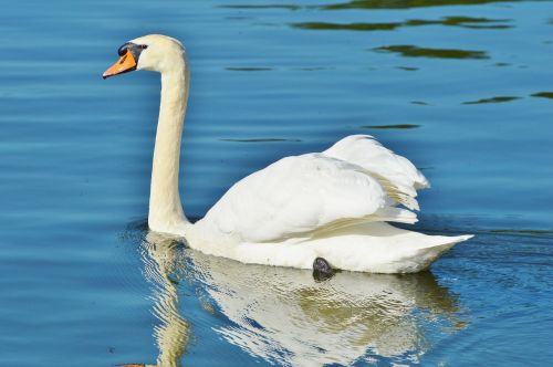 swan bird water bird