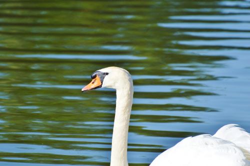 swan bird water bird