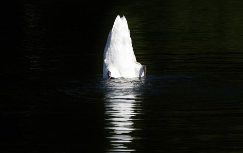 swan bird water bird