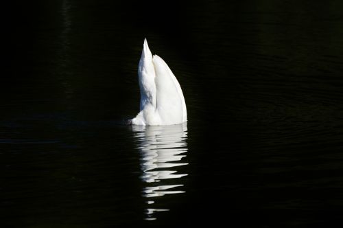 swan bird water bird