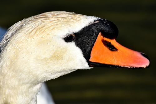 swan close bird