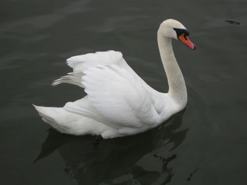 swan bird animal