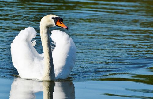 swan bird water bird