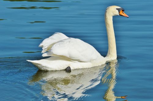 swan bird water bird