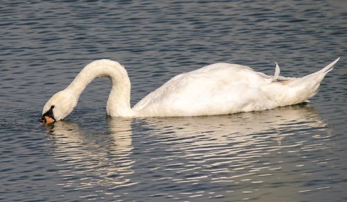 swan mute swan bird