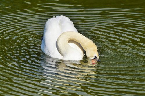 swan bird water bird