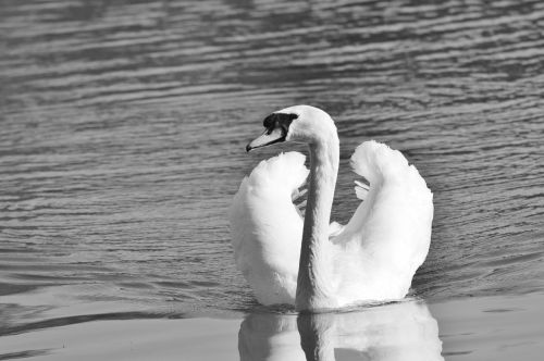 swan bird water bird