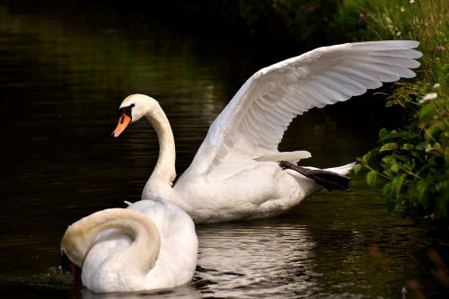 swan water bird stretch out