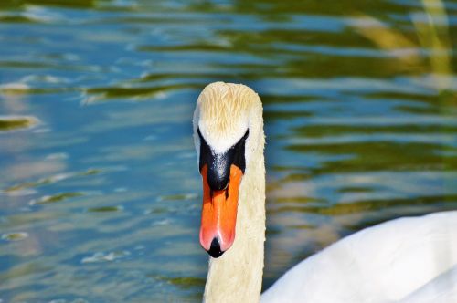 swan bird water bird