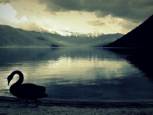 swan black lake