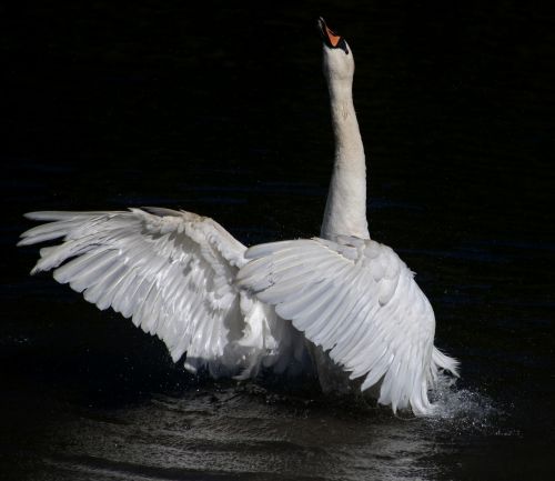 swan mute swan stretch