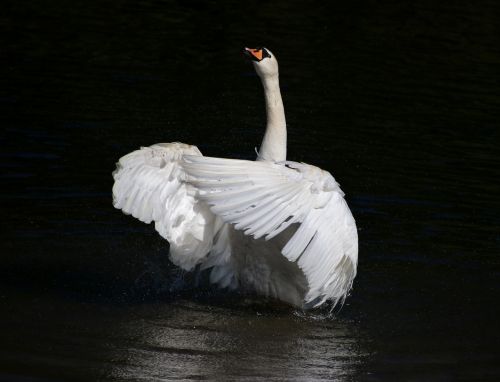 swan mute swan bird