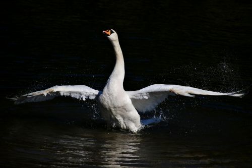 swan mute swan bird