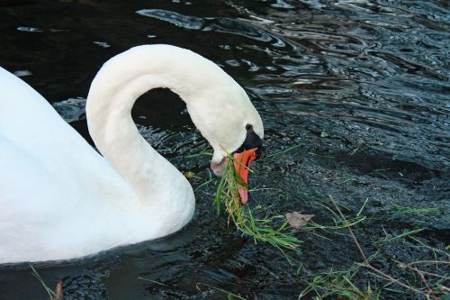 swan white bird