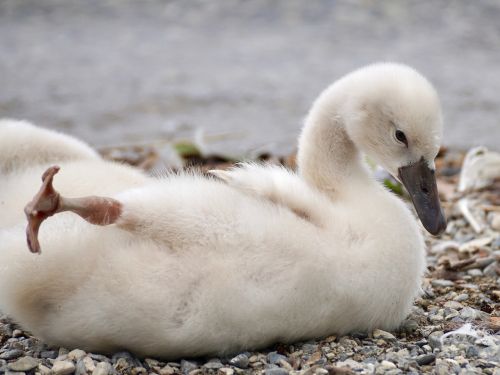 swan chicks bird