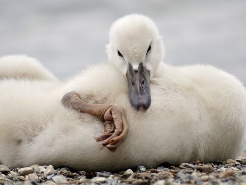 swan chicks white