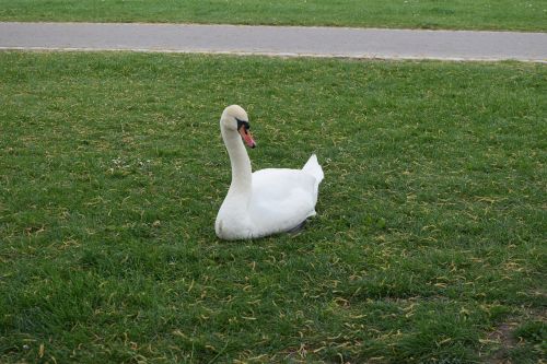 swan animal nature