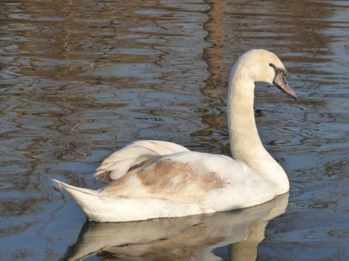 swan duck animal