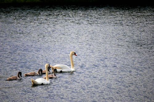 swan family lake