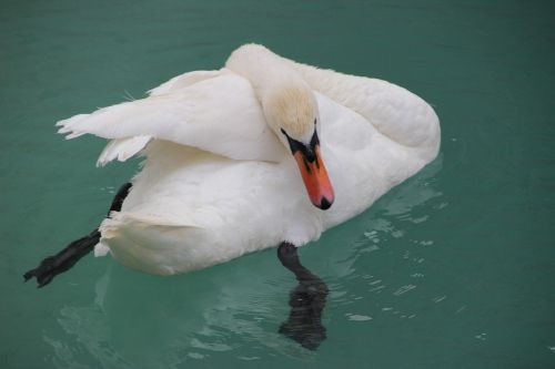 swan pride nature