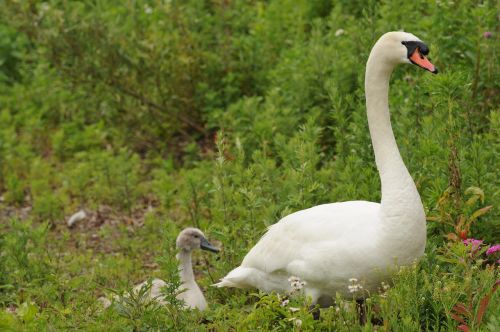 swan parent child bird