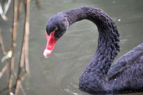 swan animal plumage