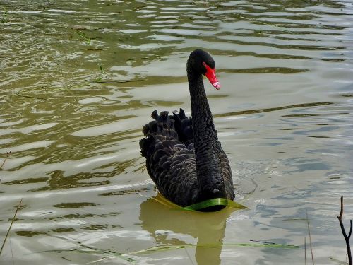 swan black swan lake