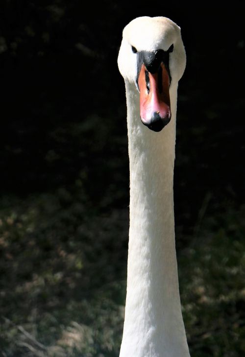 swan gooseneck water bird