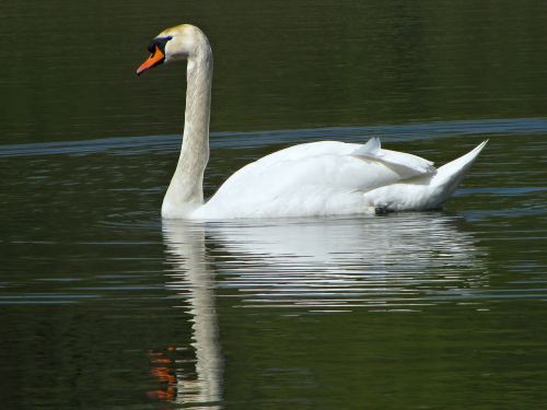 swan water pond