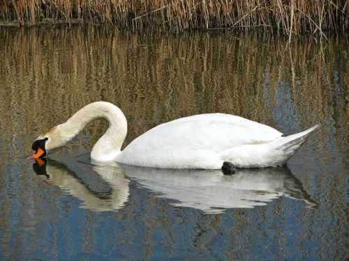 swan water pond