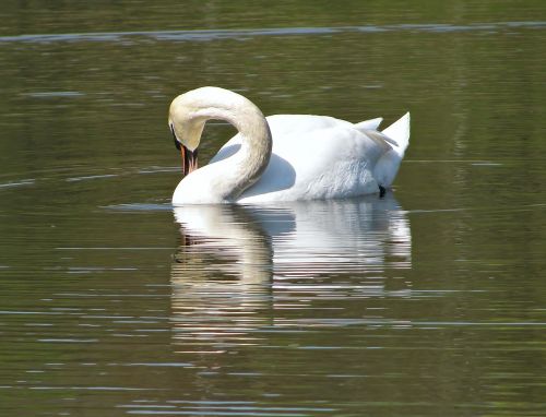 swan water pond