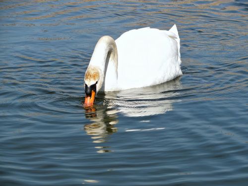 swan water pond