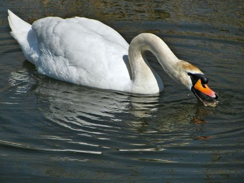 swan water pond