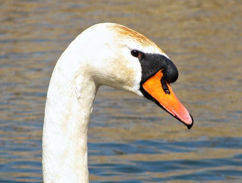 swan water pond