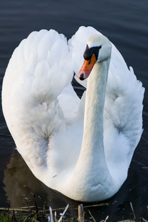 swan white animal