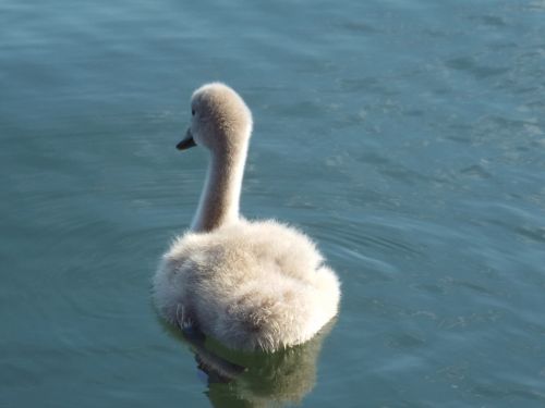 swan young animal water bird