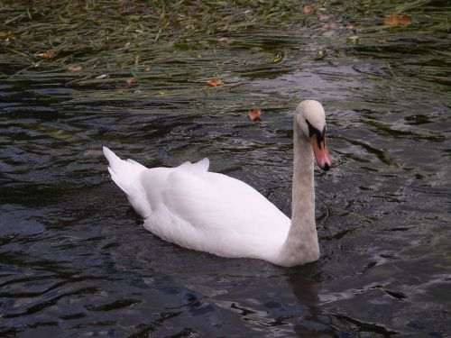 swan bird river