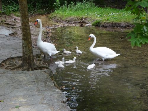 swan animals water bird