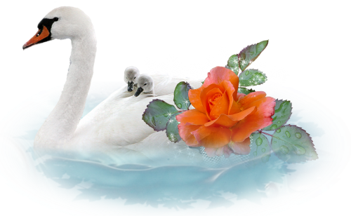 swan chicks romantic