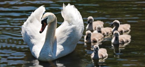 swan swan babies baby swans