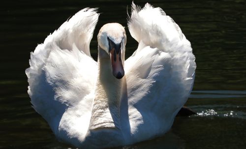 swan proud to be a swan pride