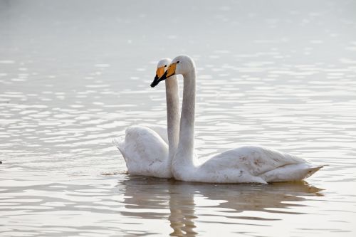 swan animal natural