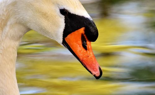 swan water bird nature