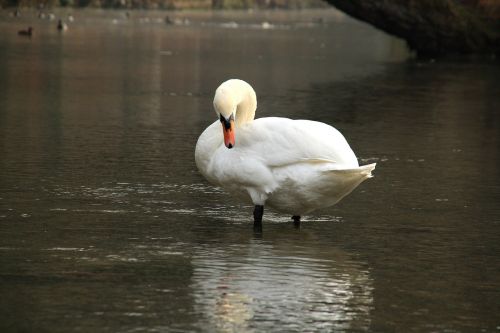 swan blue animal