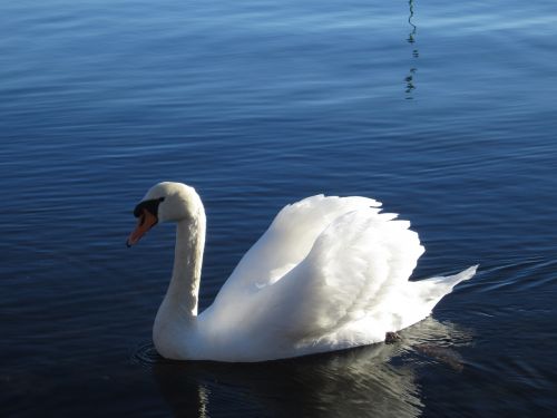 swan rest beauty